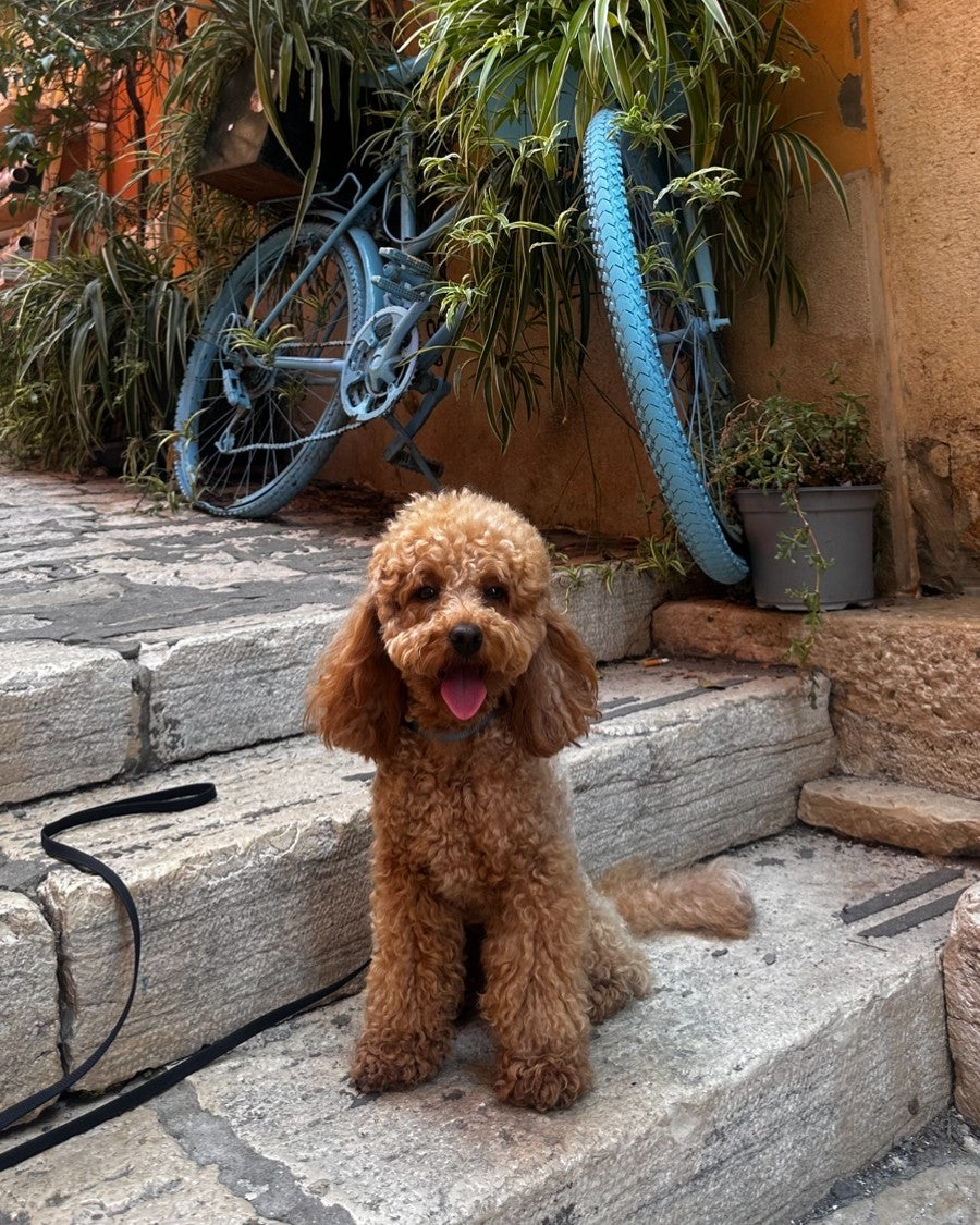 
Leo, a curly apricot-colored dog, sitting on stone steps in front of a blue bicycle and plants