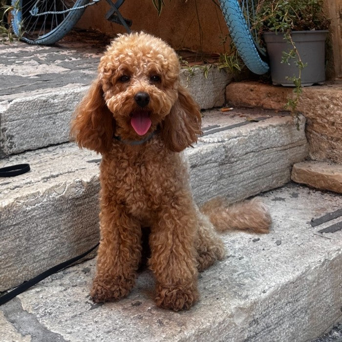 
Leo, a curly apricot-colored dog, sitting on stone steps